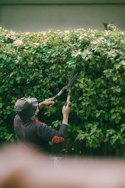 A gardener wearing a wide-brimmed hat and dark clothing is trimming a lush green hedge with long-handled pruning shears in a well-maintained garden. The hedge is dense with small, glossy leaves and cl